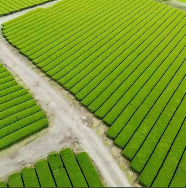 Matcha: A Labour of Love.