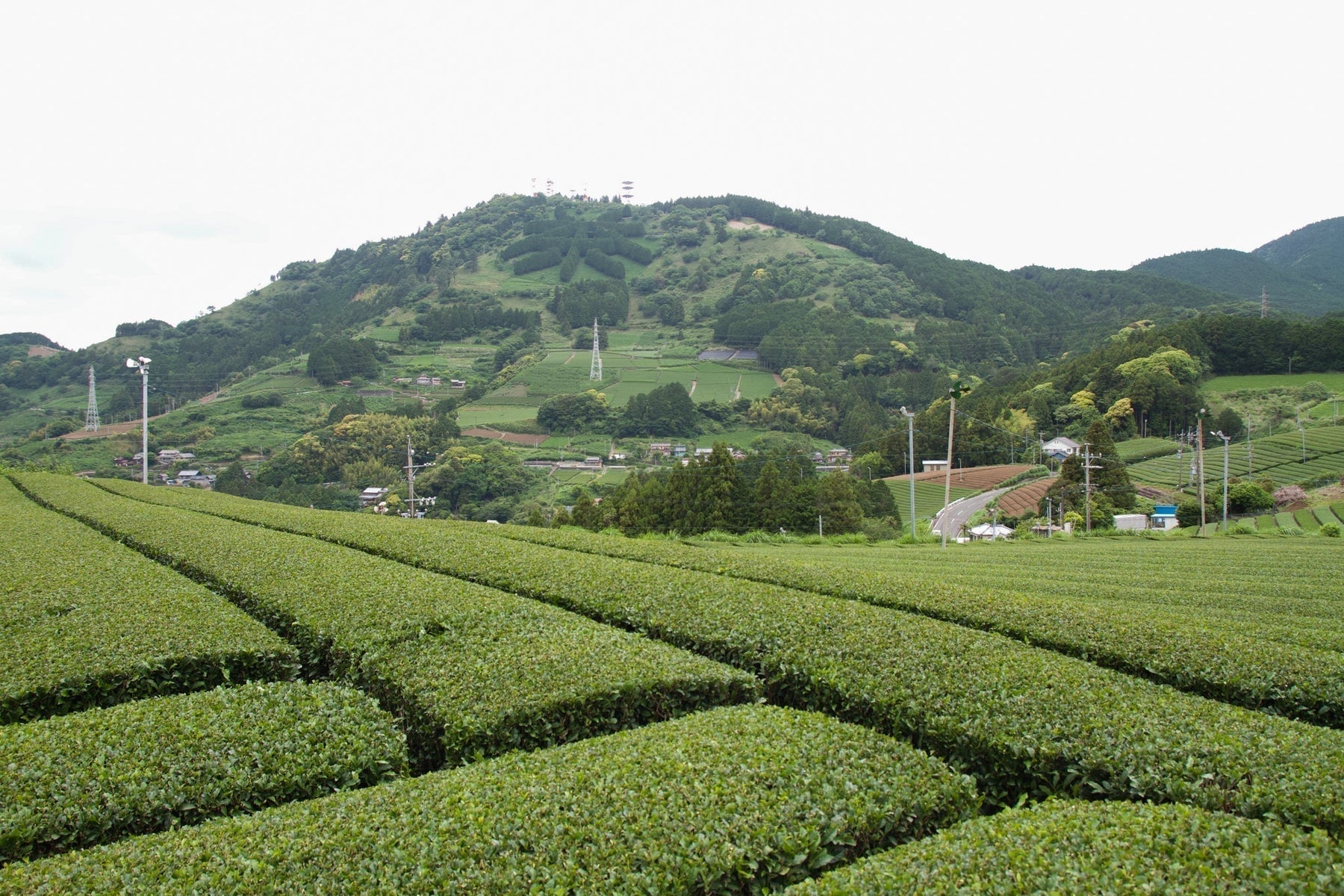 Celebrating Regional Matcha, From Field to Cup
