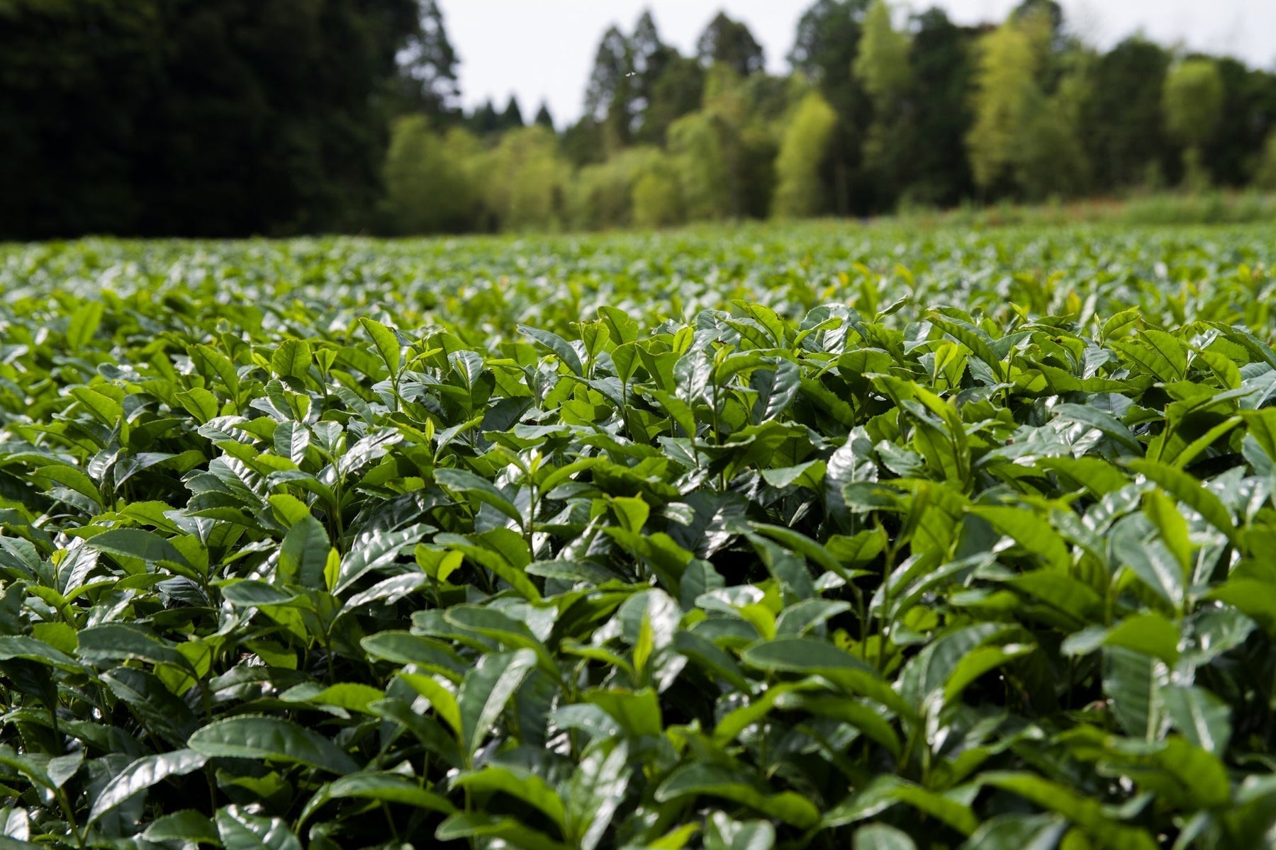 Our Commitment to Sustainable Tea: From Field to Cup, with Purpose