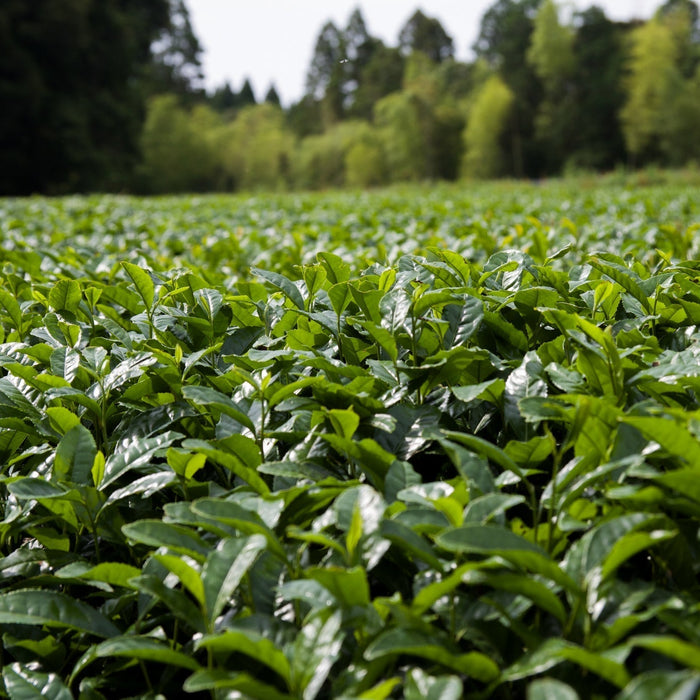 Our Commitment to Sustainable Tea: From Field to Cup, with Purpose