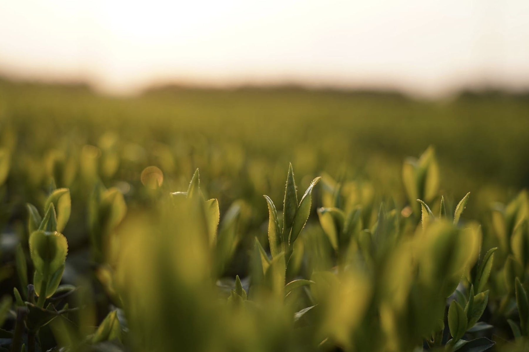 Purpose at Every Step: Rethinking the Tea Supply Chain