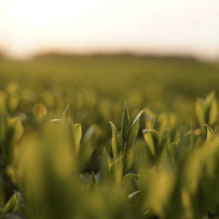 Purpose at Every Step: Rethinking the Tea Supply Chain