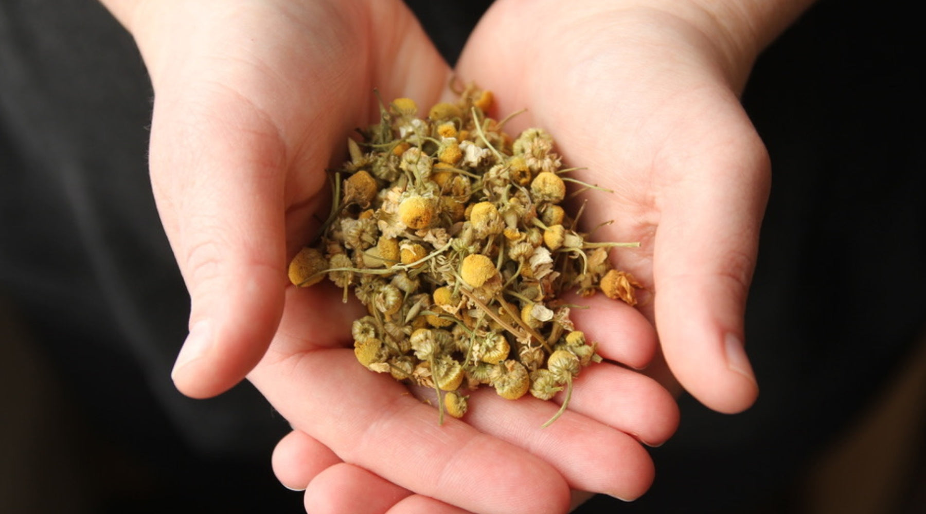 Hands holding our Chamomile Flower loose tea