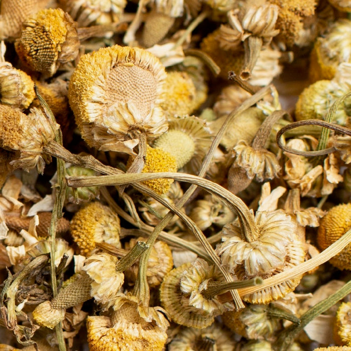 close up of loose organic chamomile flower tea